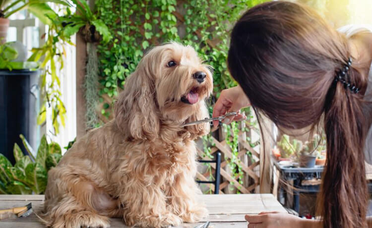 Cockapoo Dog Breed 